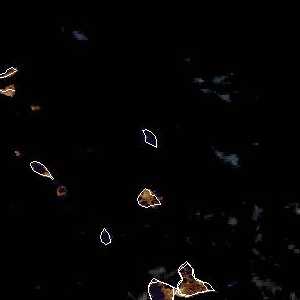 météo tropicale : Image satellite .