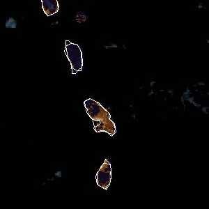 météo tropicale : Image satellite .