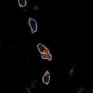 météo tropicale : Image satellite .