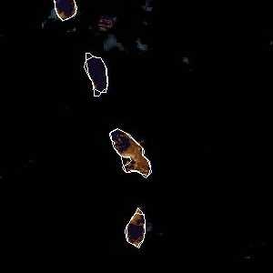 météo tropicale : Image satellite .