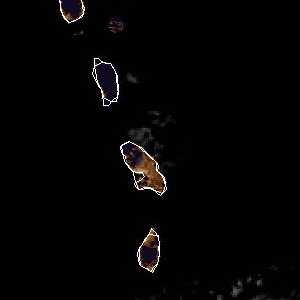 météo tropicale : Image satellite .