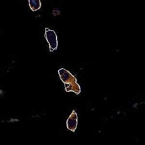 météo tropicale : Image satellite .