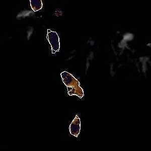 météo tropicale : Image satellite .