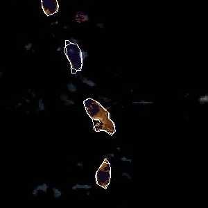 météo tropicale : Image satellite .