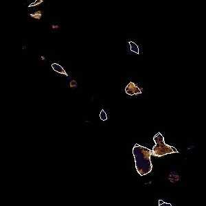tropical weather: Satellite image.