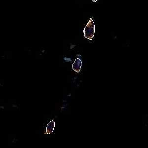 météo tropicale : Image satellite .